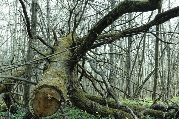 Лесу Распиливается Большое Дерево Резка Древесины — стоковое фото