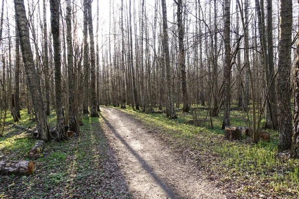 Hoge Berkenbomen Vroege Lente Het Bos Zonnige Dag Het Bos — Stockfoto