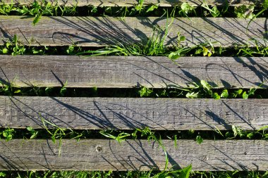 Arkaplan resmi. Paralel tahta tahtalar. Çimenler büyür. Üst görünüm