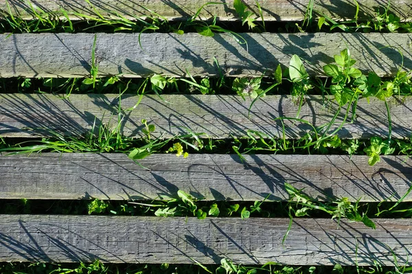 Background Image Parallel Wooden Boards Grass Grows Them Top View — Stock Photo, Image