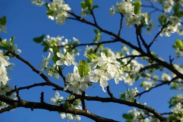 Vår Blommande Sakura Körsbär Blommor Gren — Stockfoto