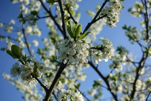 Vår Blommande Sakura Körsbär Blommor Gren — Stockfoto