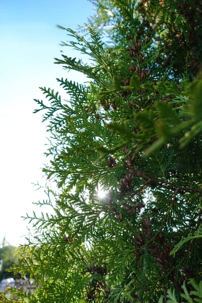 Soleil Brille Travers Sapin Fleurs Avec Une Lumière Chaude — Photo