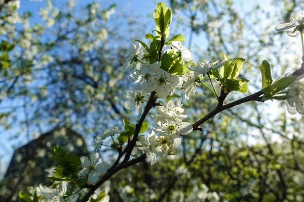 Vår Blommande Sakura Körsbär Blommor Gren — Stockfoto