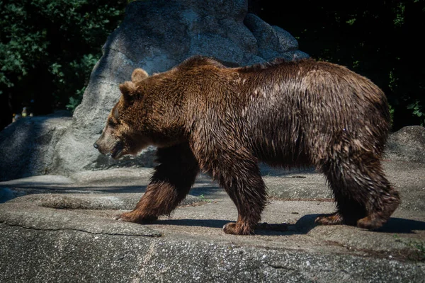 Brown Bear Walking Wild Life — Stock Photo, Image