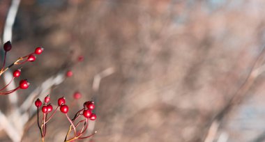 Rüzgarın arka planında kırmızı meyveler
