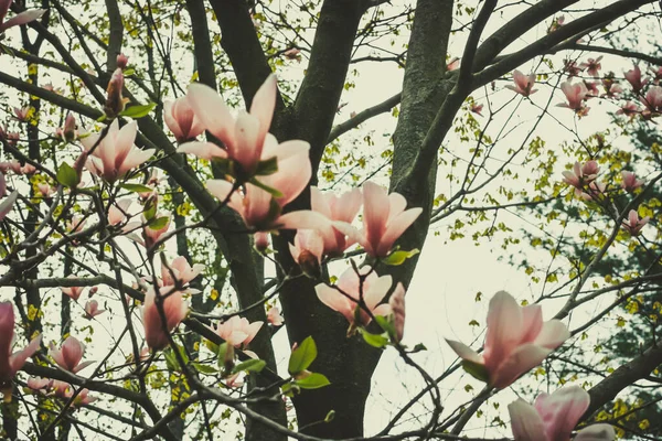 Blommor Vårträdgård Bakgrund Konsistens Vintage Filter — Stockfoto