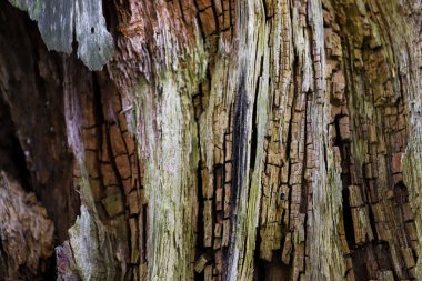 Doğa geçmişi. Yaşlı ağaçların çatlamış dokusu. 