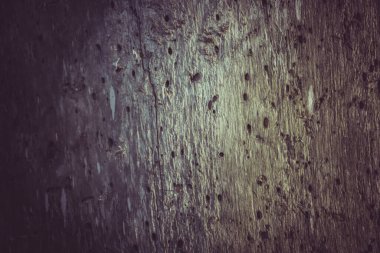 Doğa geçmişi. Yaşlı ağaçlar hasar görmüş.. 