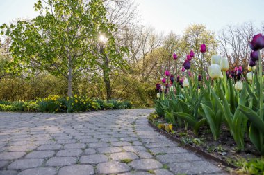 Çiçek arkaplanı. Renkli laleler. Bahçe resmi. güneşli bir gün