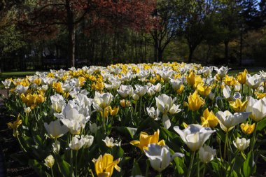 Çiçek arkaplanı. Renkli laleler. Bahçe resmi. güneşli bir gün