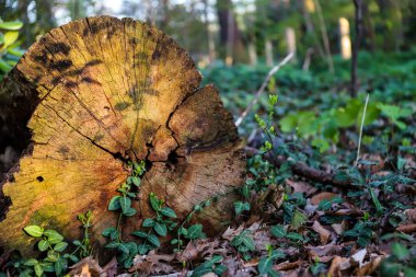 Doğa geçmişi. Eski ağaç gövdesi ve yeşil yapraklı bitkiler gün ışığında