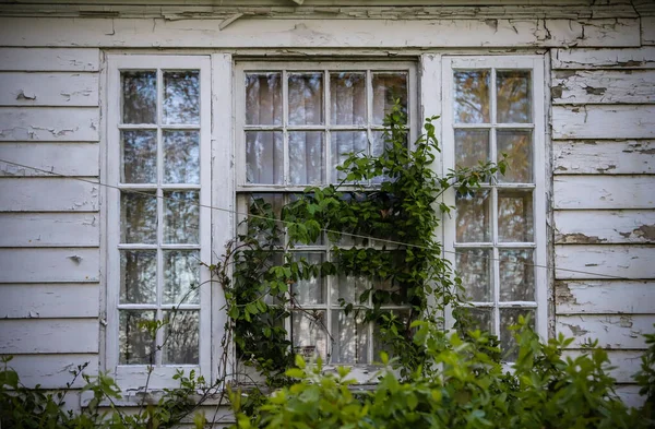 Old Wooden Window Flowers Plants Old White Wooden House — Stock Photo, Image