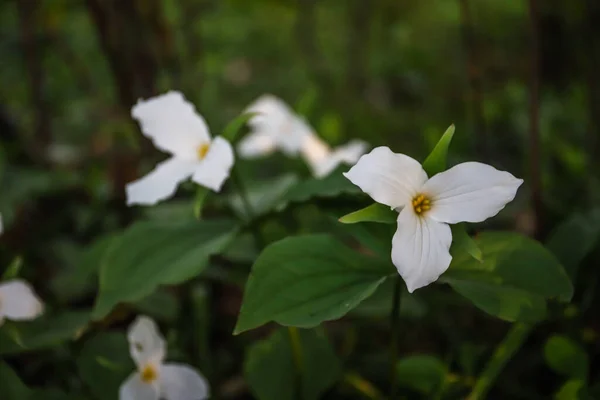 Contexte Naturel Fleurs Trille Blanc Ouest Dans Forêt — Photo