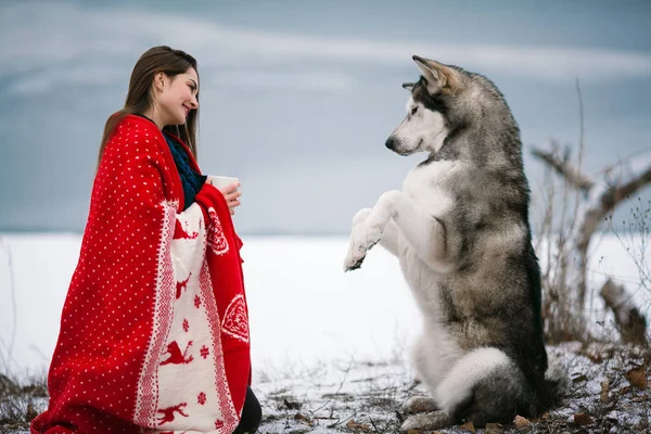 Flicka med alaskan malamute hunden insvept i filt och tåg hund — Stockfoto