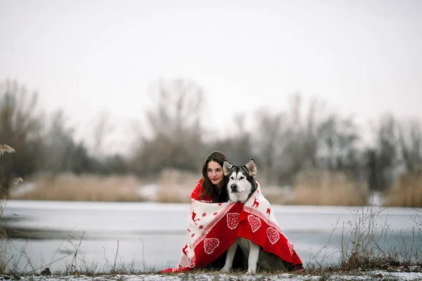 Alaszka malamute kutya lány csomagolva takaró — Stock Fotó