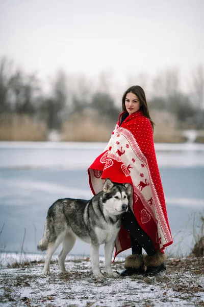 Дівчина, загорнута в ковдру з алясканським собакою Маламіте — стокове фото
