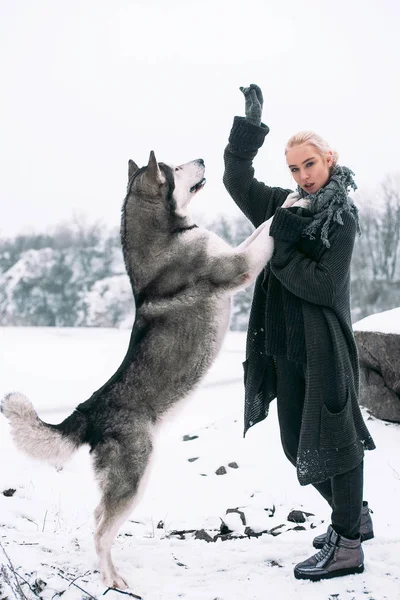 Büyük malamute köpek kış arka plan üzerinde olan kız. Yakın çekim.