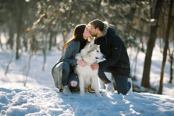 Gadis dan pria berjalan dengan anjing malamute di hutan musim dingin dan mencium . — Stok Foto