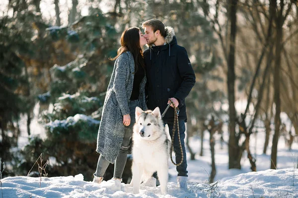 Gadis dan pria berjalan dengan anjing malamute di hutan musim dingin dan mencium . — Stok Foto