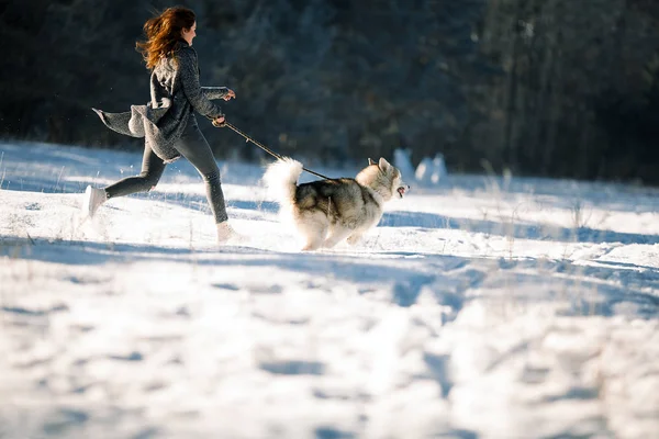 マラミュートは、冬の森の犬と少女. — ストック写真