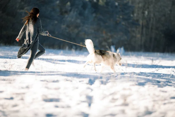 Девушка с собакой Маламут бегает в зимнем лесу . — стоковое фото