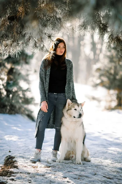Köpek Malamute kış Forest pines yakınındaki yolda ile kız. — Stok fotoğraf