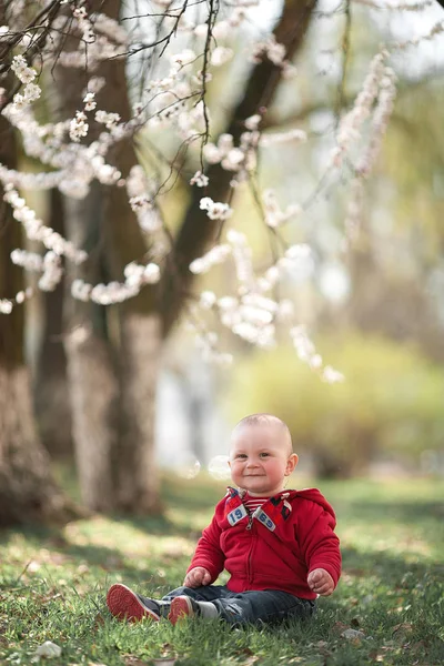 Bebê em flor jardim de damasco . — Fotografia de Stock