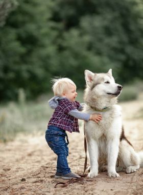 Küçük çocuk ormanda Malamute köpek yürüyüş için hugs.