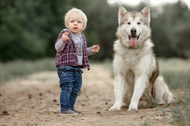 Ormandaki yürüyüşte malamute köpek yakınındaki küçük çocuk duruyor.