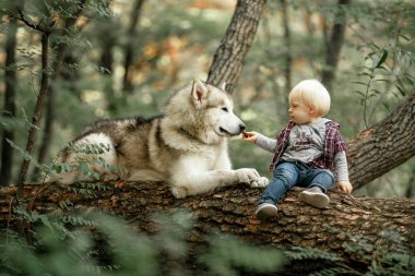 Ağaç gövdesi yalancı köpek malamute ve ücret yanındaki küçük çocuk oturur