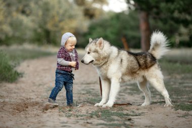 Ormandaki yürüyüşte malamute köpek yakınındaki küçük çocuk duruyor.