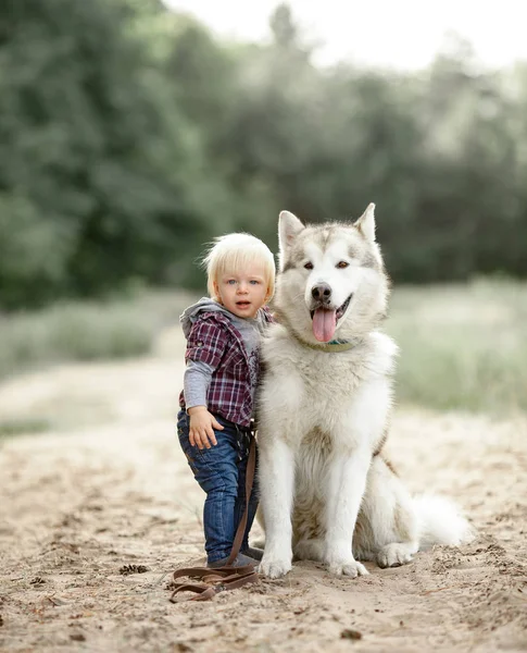 Маленький мальчик стоит рядом с маламутной собакой на прогулке в лесу . — стоковое фото
