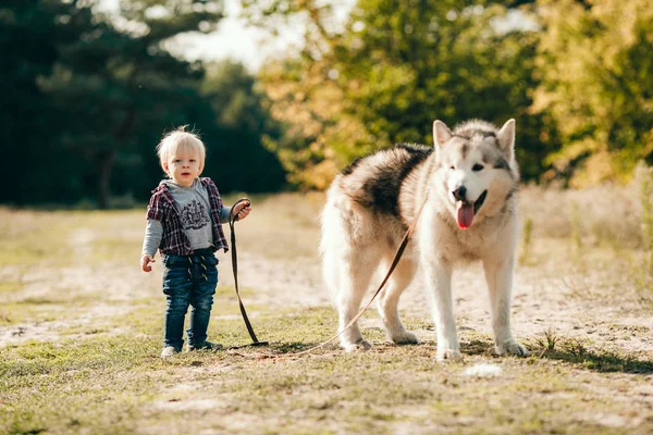 Pequeño niño va a pasear con perro malamute en el bosque . — Foto de Stock