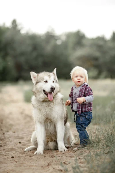 Niño se para cerca de perro malamute en paseo en el bosque . — Foto de Stock