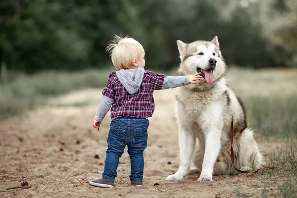 Jongetje staat in de buurt van malamute hond op wandeling in bos en touche — Stockfoto