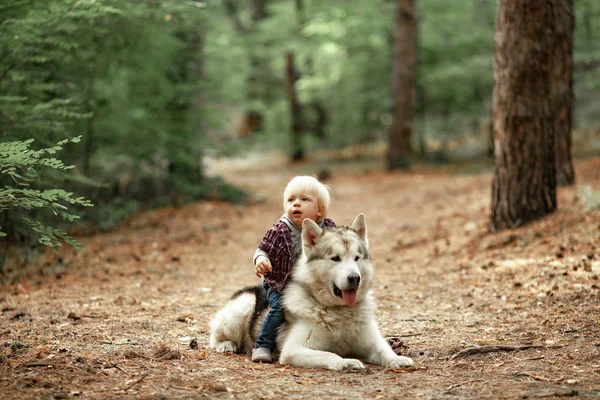 Pequeño niño se sienta a horcajadas perro malamute en paseo en el bosque . — Foto de Stock