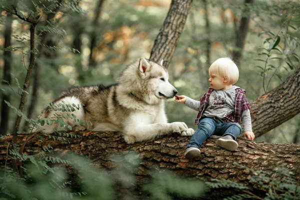 Niño se sienta en el tronco del árbol al lado de perro mentiroso malamute y honorarios — Foto de Stock
