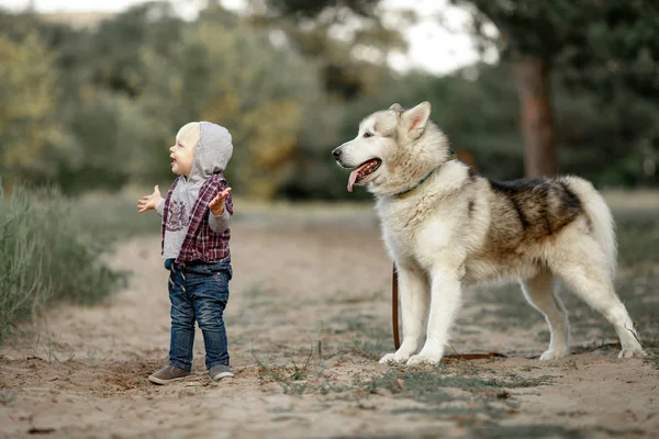 Malamute köpek yürüyüş orman ve gülümsüyor yakınındaki küçük çocuk duruyor — Stok fotoğraf