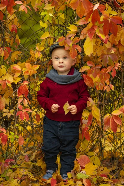 Lilla barn pojke står nära rutnät i park och har gult löv — Stockfoto