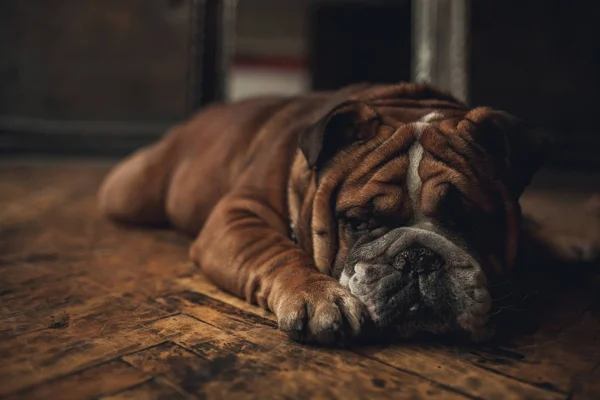 Pies rasy Buldog angielski leży na starej podłodze. Zbliżenie. — Zdjęcie stockowe