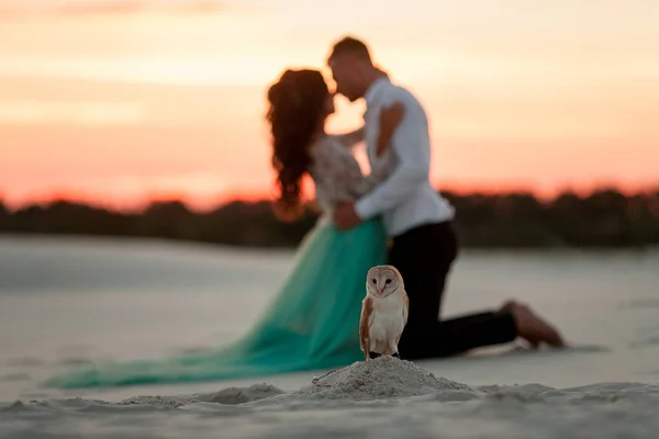 Noiva e noivo se ajoelham e olham um para o outro ao lado da coruja no deserto . — Fotografia de Stock
