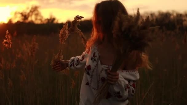 ウクライナの伝統的な国家刺繍シャツの若い女性が草原を歩くし 夕暮れ野生のハーブの花束を収集 — ストック動画