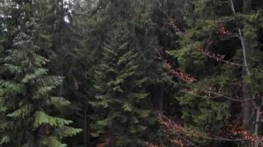 İnsansız hava aracından sonbahar ormanına güzel bir manzara. Karpatya dağlarında yeşil yaprakları ve kırmızı yaprakları olan ağaçlar. Kamera hareketliliği aşağıdan yukarıya.