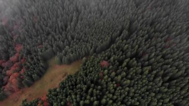 İnsansız hava aracından bir açıklık ve sonbahar ormanına kadar güzel bir manzara. Yeşil yaprakları ve renkli kırmızı yaprakları olan ağaçlar Carpathian dağlarındaki sisin içinden geçiyor.. 