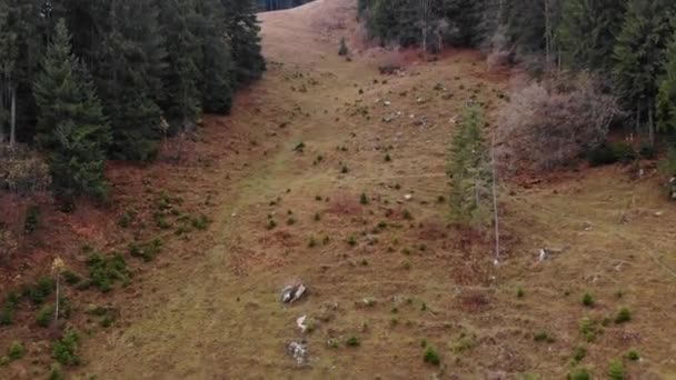 Krásný Výhled Dronu Mýtinu Podzimní Smrkový Les Zelenými Stromy Karpatských — Stock video