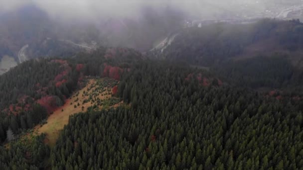 Vacker Utsikt Från Drönare Till Glänta Höst Skog Med Gröna — Stockvideo