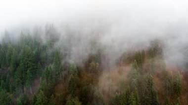 Sisin içinden bir drondan ormana bakışı.
