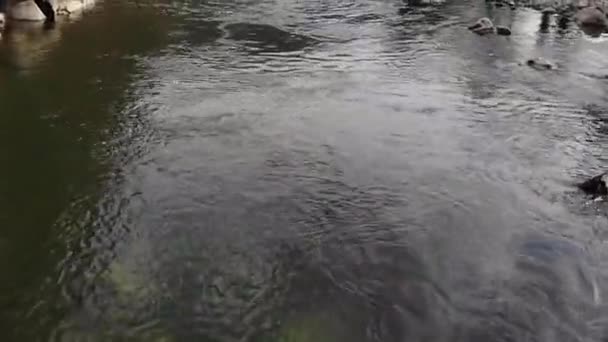 Closeup Atirando Acima Rio Montanha Que Corre Sobre Pedras — Vídeo de Stock