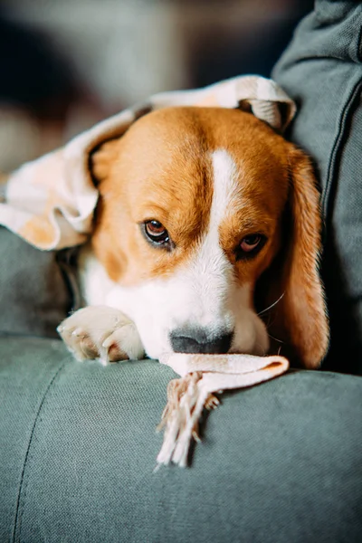 Beagle perro se encuentra en un sofá y descansa . — Foto de Stock